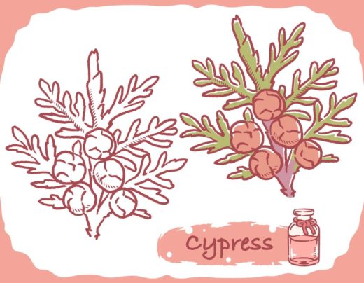 Huile Essentielle De Cyprès Illustration